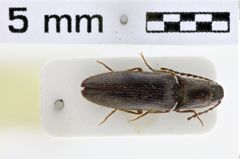 Foto (Dorsalansicht) von Metriaulacus badiipennis (Candèze, 1860)